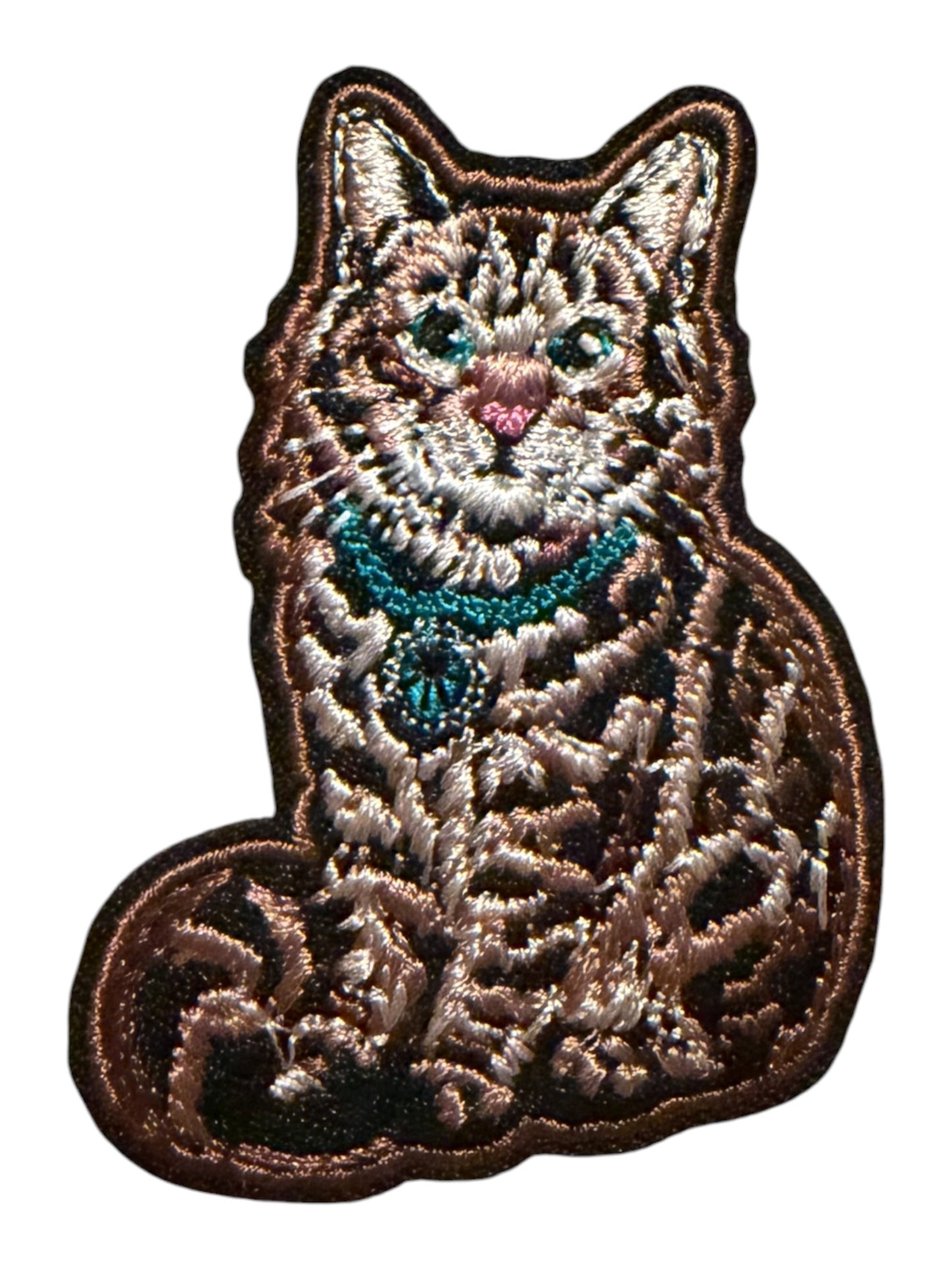Cat with turquoise collar