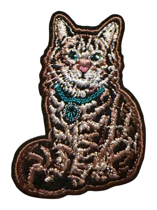 Cat with turquoise collar